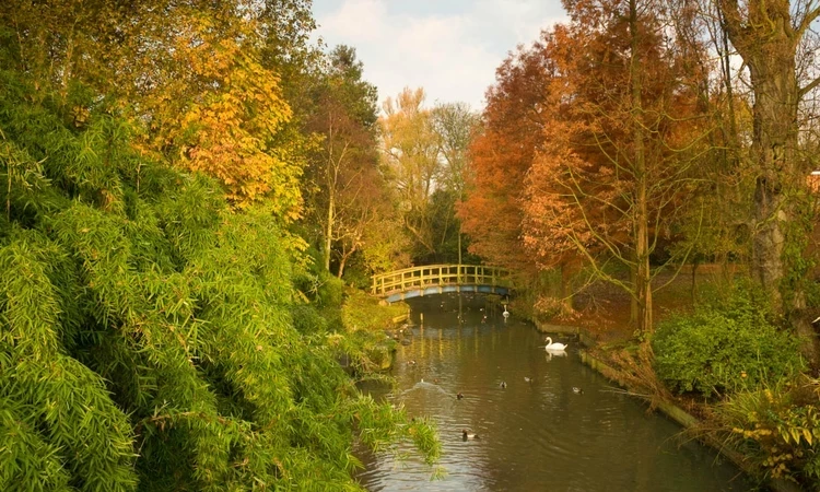 The importance of tree in The Royal Parks