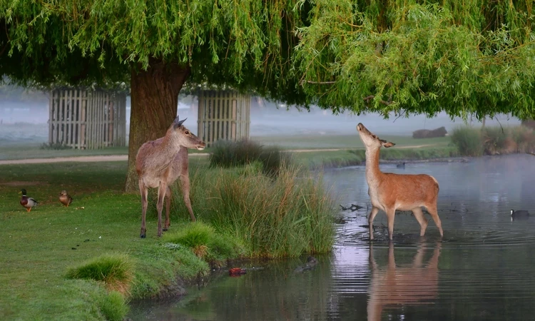 Tick Bites in Bushy Park