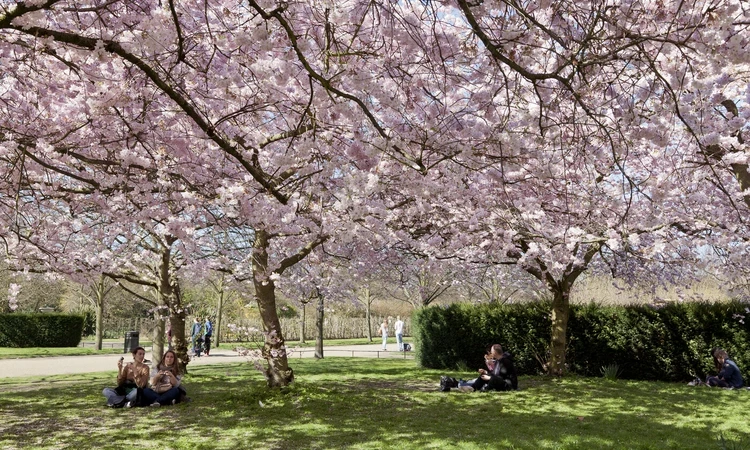 Trees in The Regent's Park and Primrose Hill