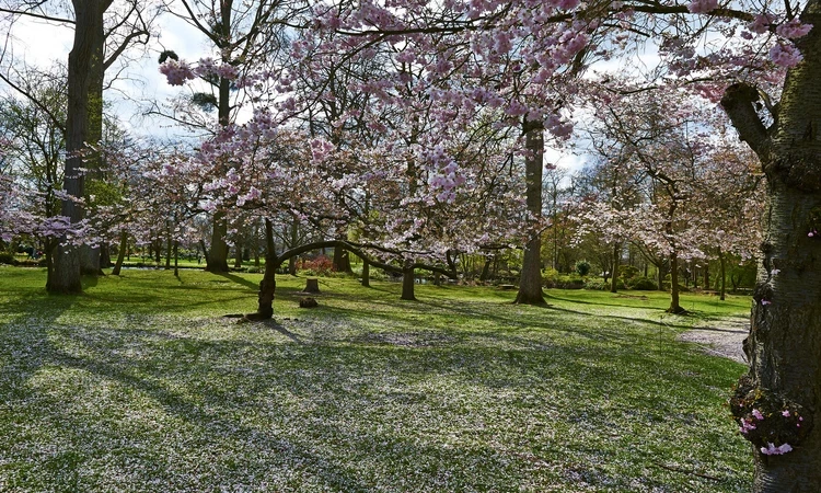 Waterhouse Woodland Gardens in spring