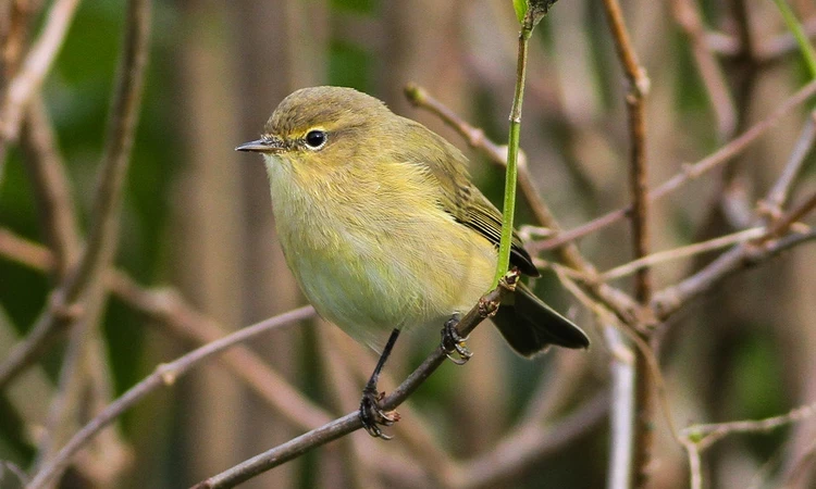 Chiffchaff
