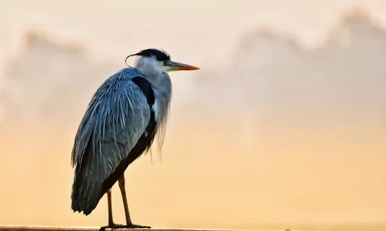 A heron in Bushy Park