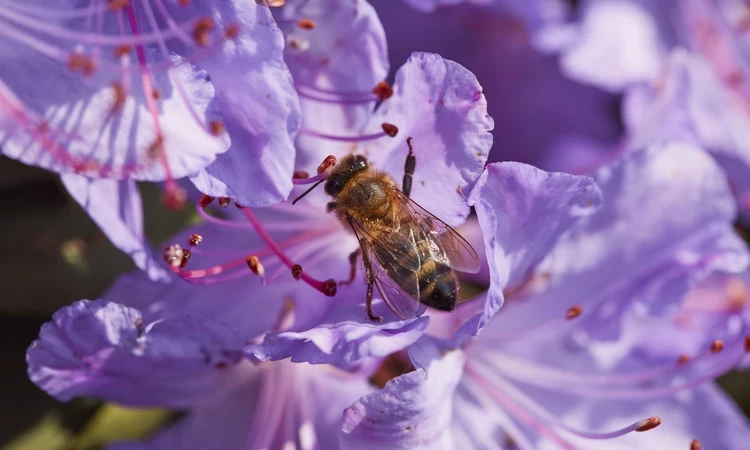 A honeybee in a purple rhodedendron