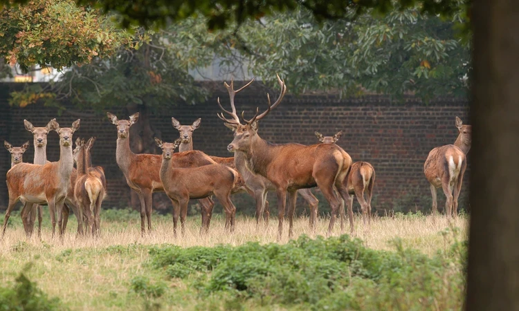 Deer in Greenwich Park