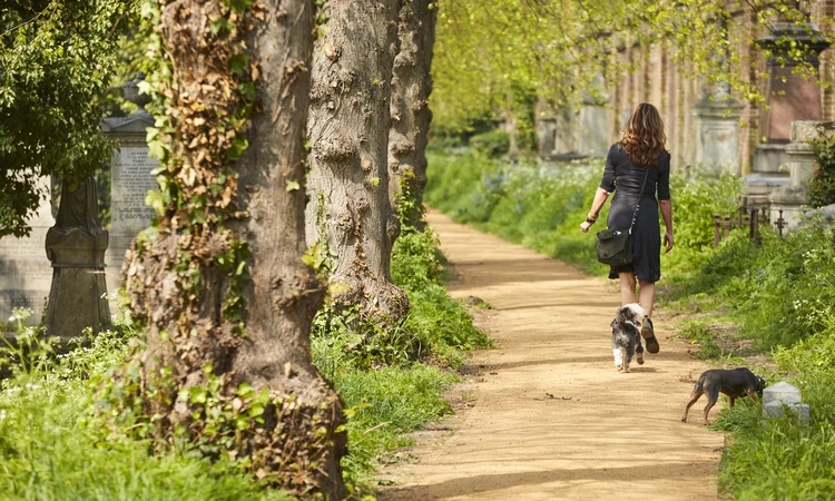 A woman walking her dogs in Brompton cemetery