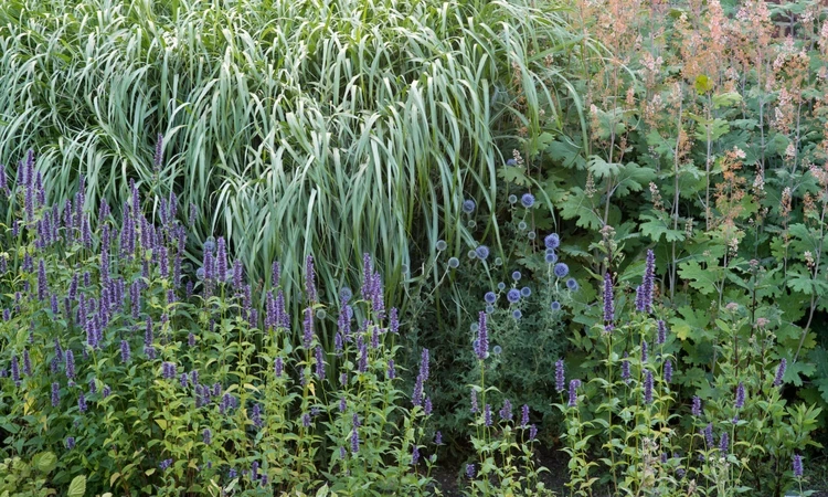 Lavender in a herbacious border