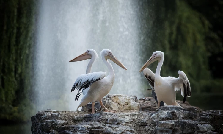 Pelicans in St. James's Park