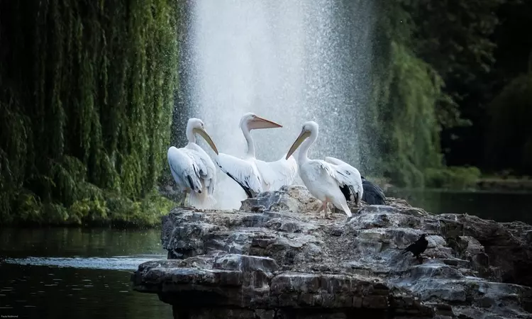 St. James's Park pelicans