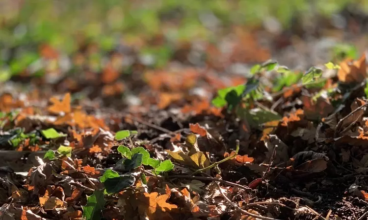 Soil in Kensington Gardens