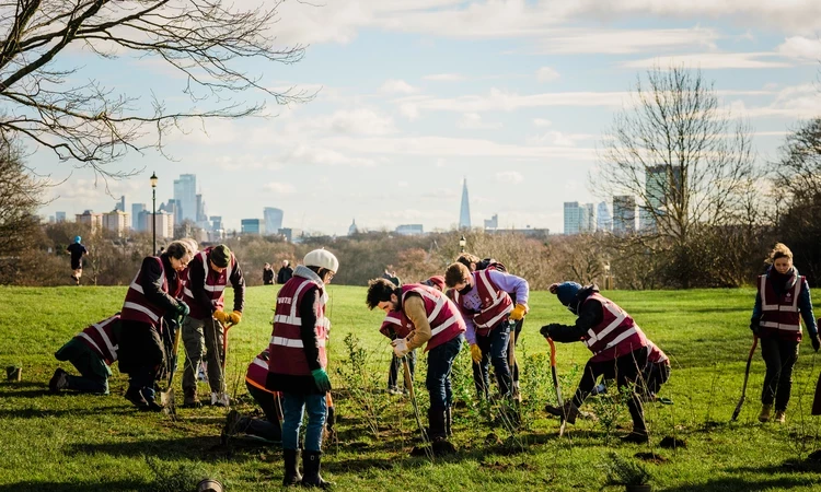 Volunteers scrub planting on Primrose Hill