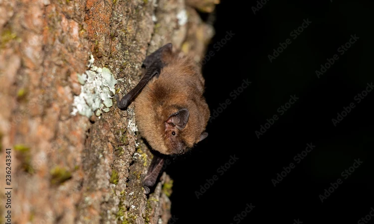 Bat Walk Hyde Park