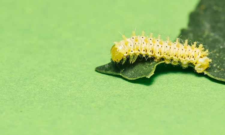 Eri silkworm caterpillar (Samia ricini)