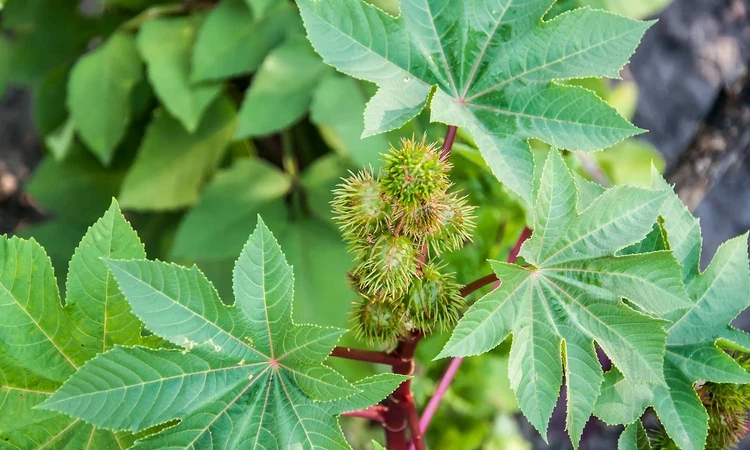 Castor oil plant (Ricinus communis)