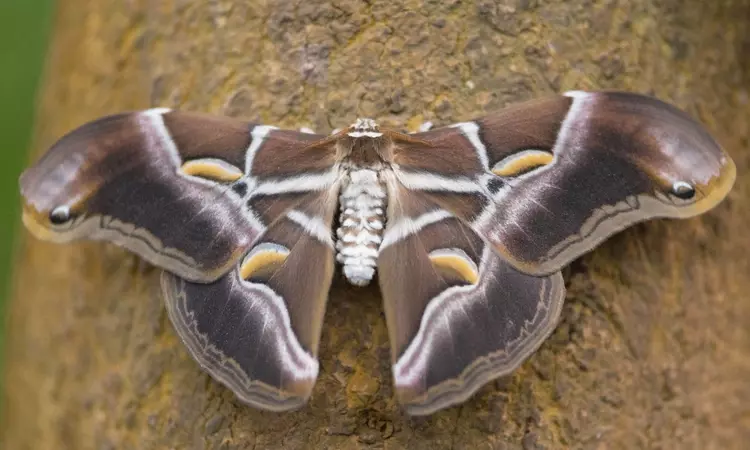 Eri silkworm moth (Samia ricini)