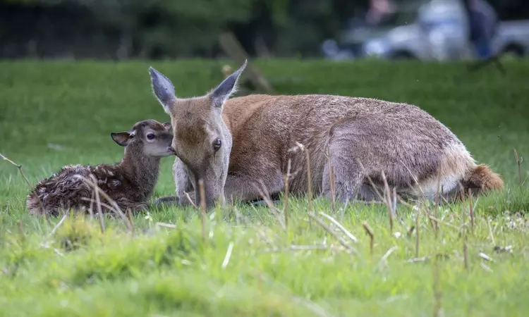 A hind with its young. Credit: Cathy Cooper 