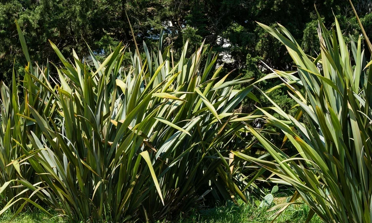 New Zealand flax (Harakeke) leaves