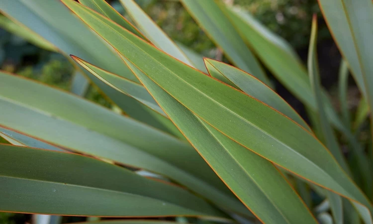 New Zealand flax (Harakeke) leaves