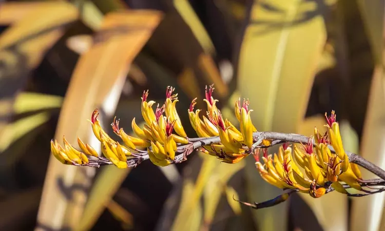 New Zealand flax (Harakeke) flowers