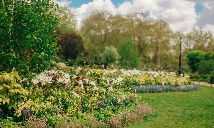 Hyde Park Rose Garden in summer