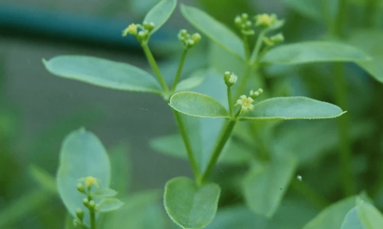 Madder flowers | Image credit: Carstor via Wikimedia Commons