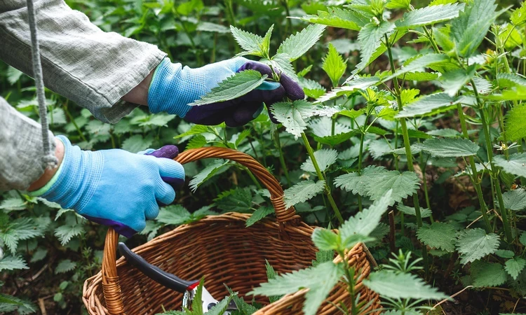 Person gathering wild nettles