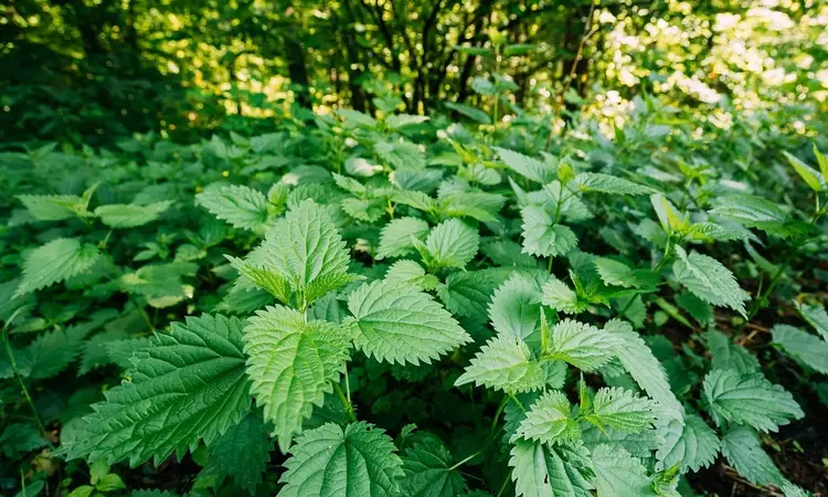 Wild nettles in a forest