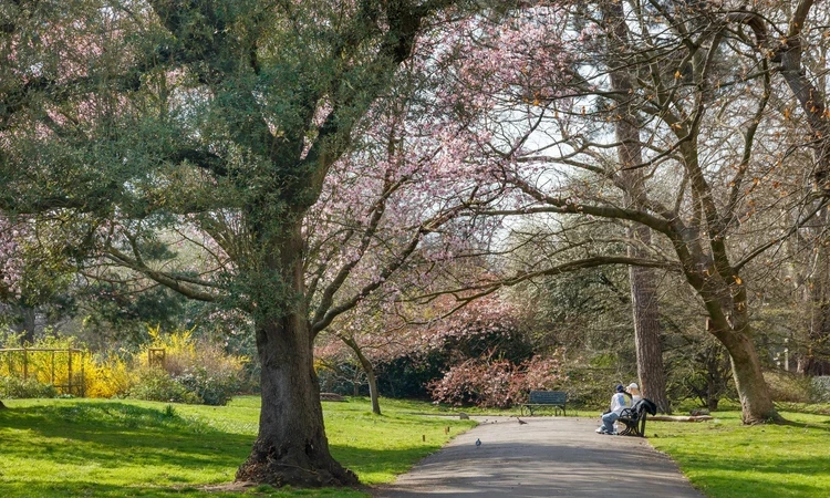Blossom on North Flower Walk