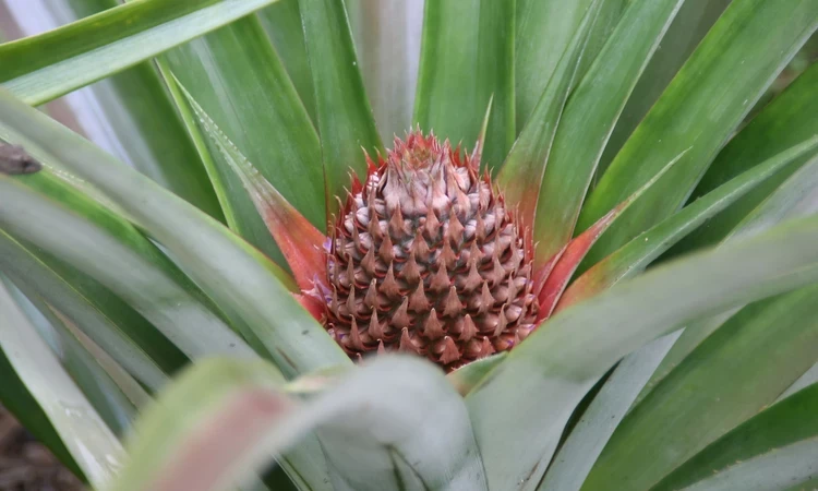 Pineapple plant