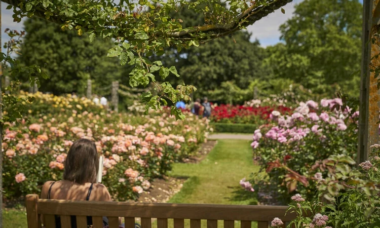 Roses and a person in Queen Mary's Gardens in summer