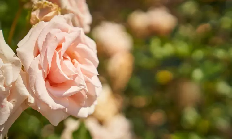Close-up of roses in the Rose Garden
