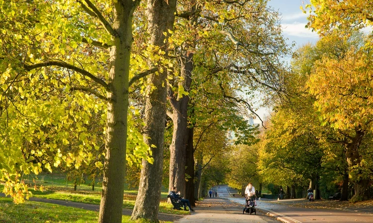 An avenue in Greenwich Park