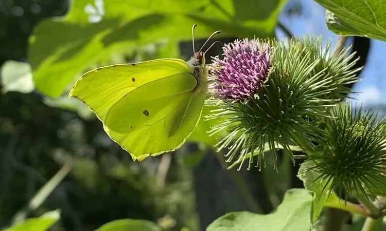 Butterfly on a flower