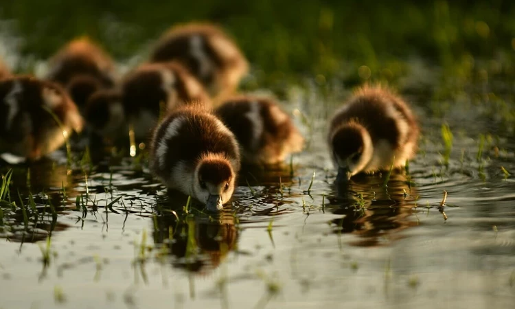 Ducklings in Bushy Park in spring