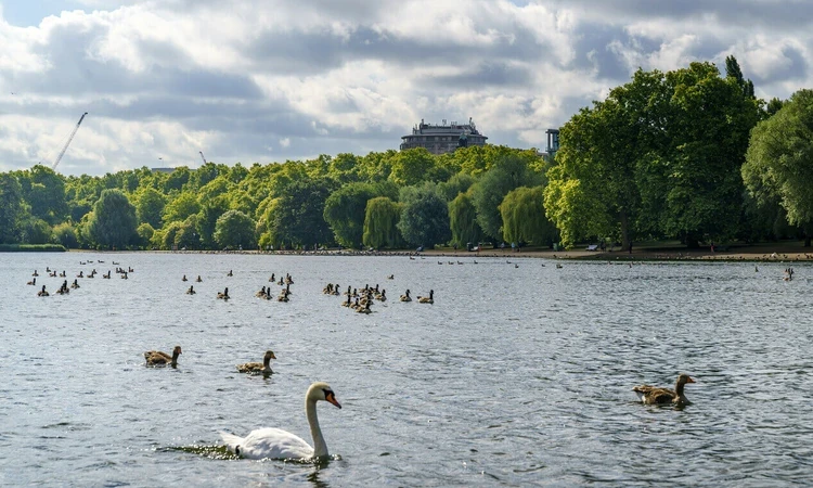Swan and ducks on the Serpentine in Hyde Park in summer