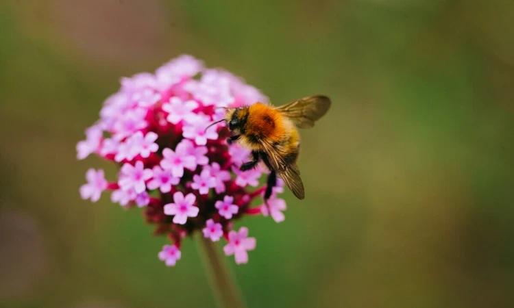 A bee on a flower