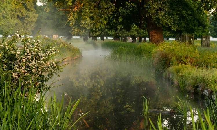 Longford River in Bushy Park in spring