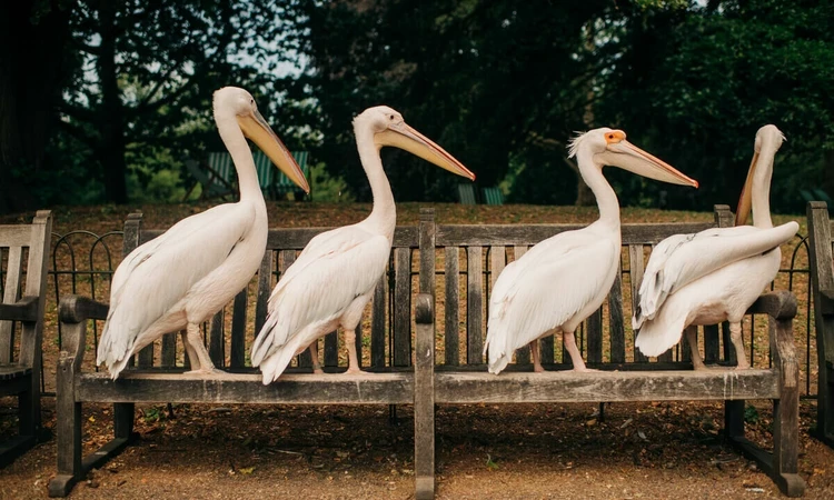 Pelicans on a bench in St. James's Park