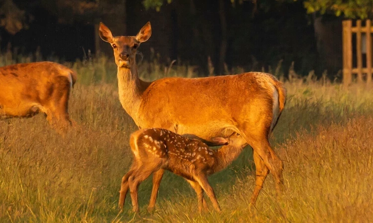 Deer in Bushy Park in summer