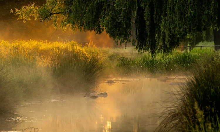 Bushy Park at sunrise