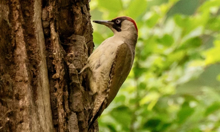 Woodpecker in Bushy Park