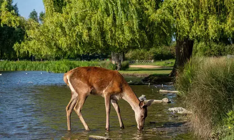 Deer drinking in Bushy Park