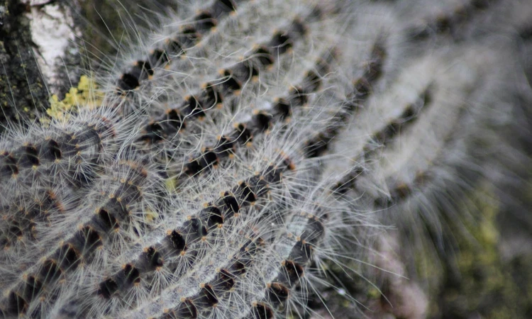 Oak Processionary Moth caterpillars