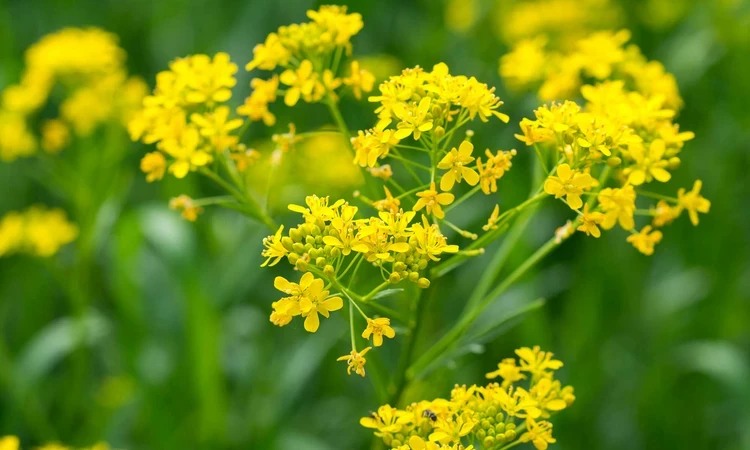 Yellow woad flowers