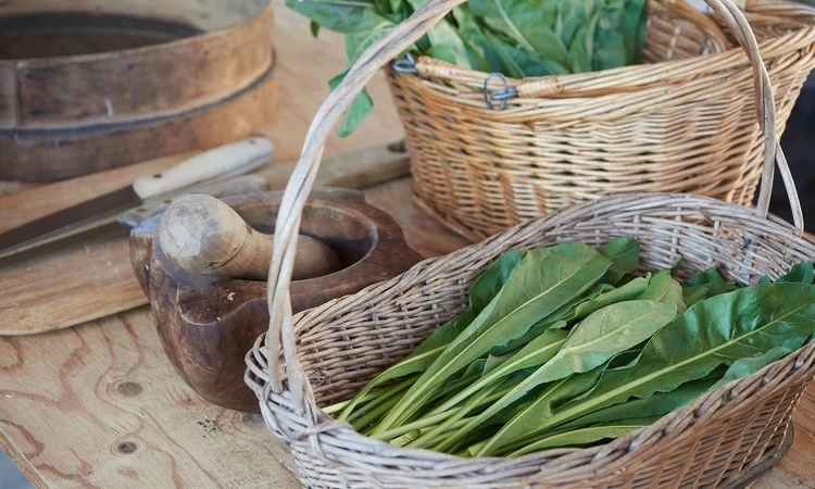 Woad leaves in a basket