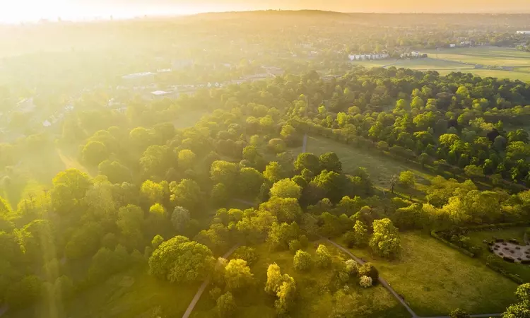 Aerial view of the trees in Greenwich Park