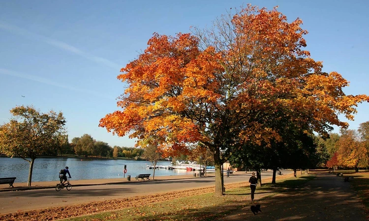 Autumn tree