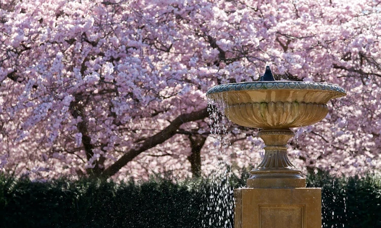 Bird bathing in front of cherry blossom in The Avenue