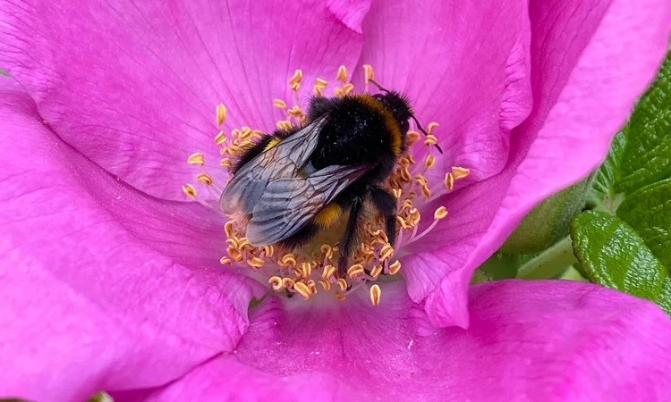 Bumblebee on a flower