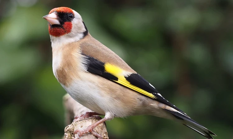 Goldfinch - Carduelis carduelis