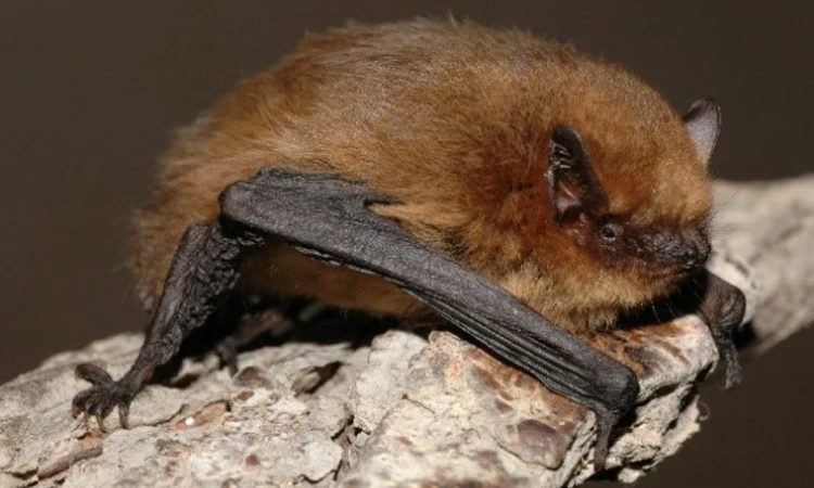 Common pipistrelle bat